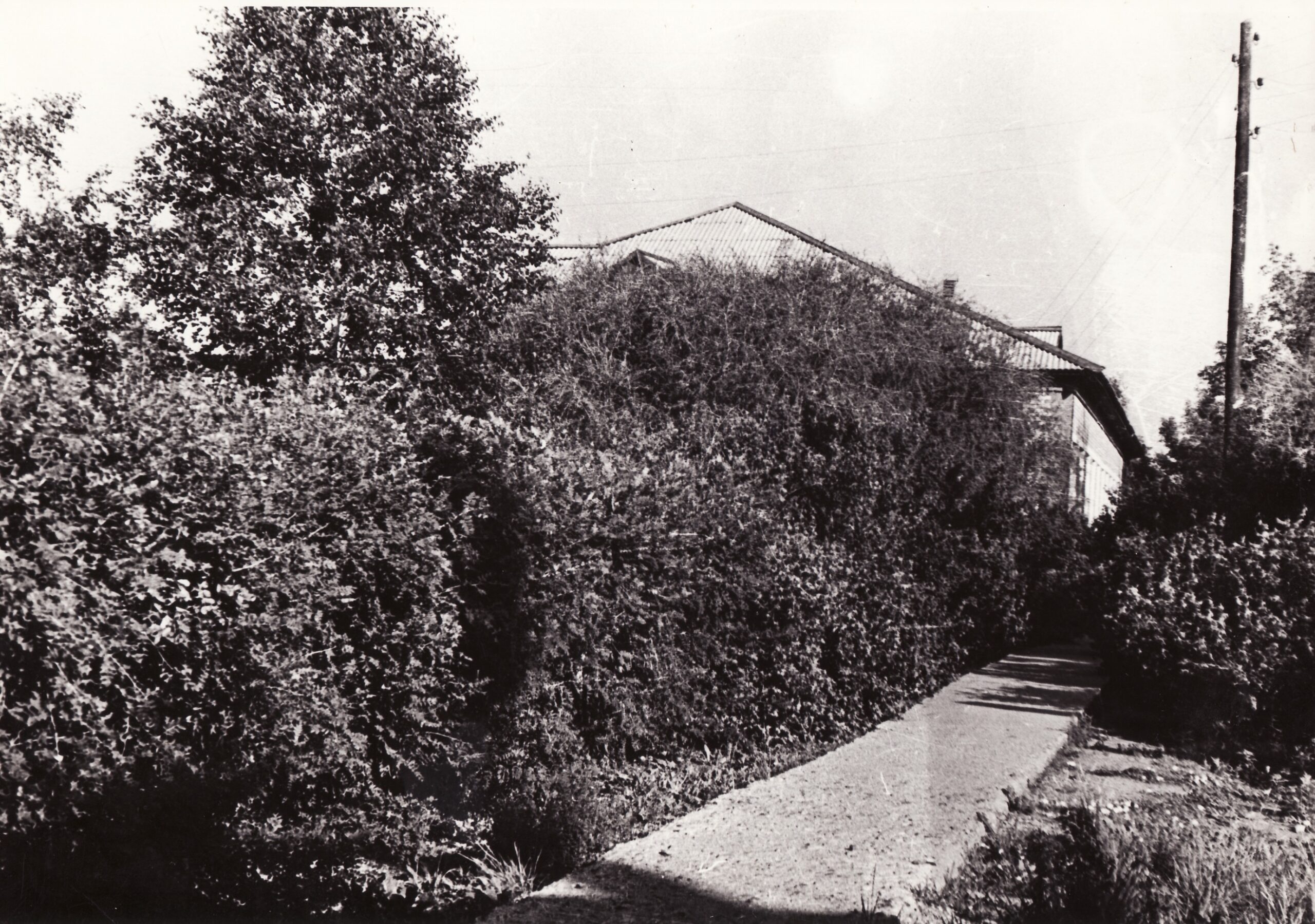 Топчихинские Мичурины