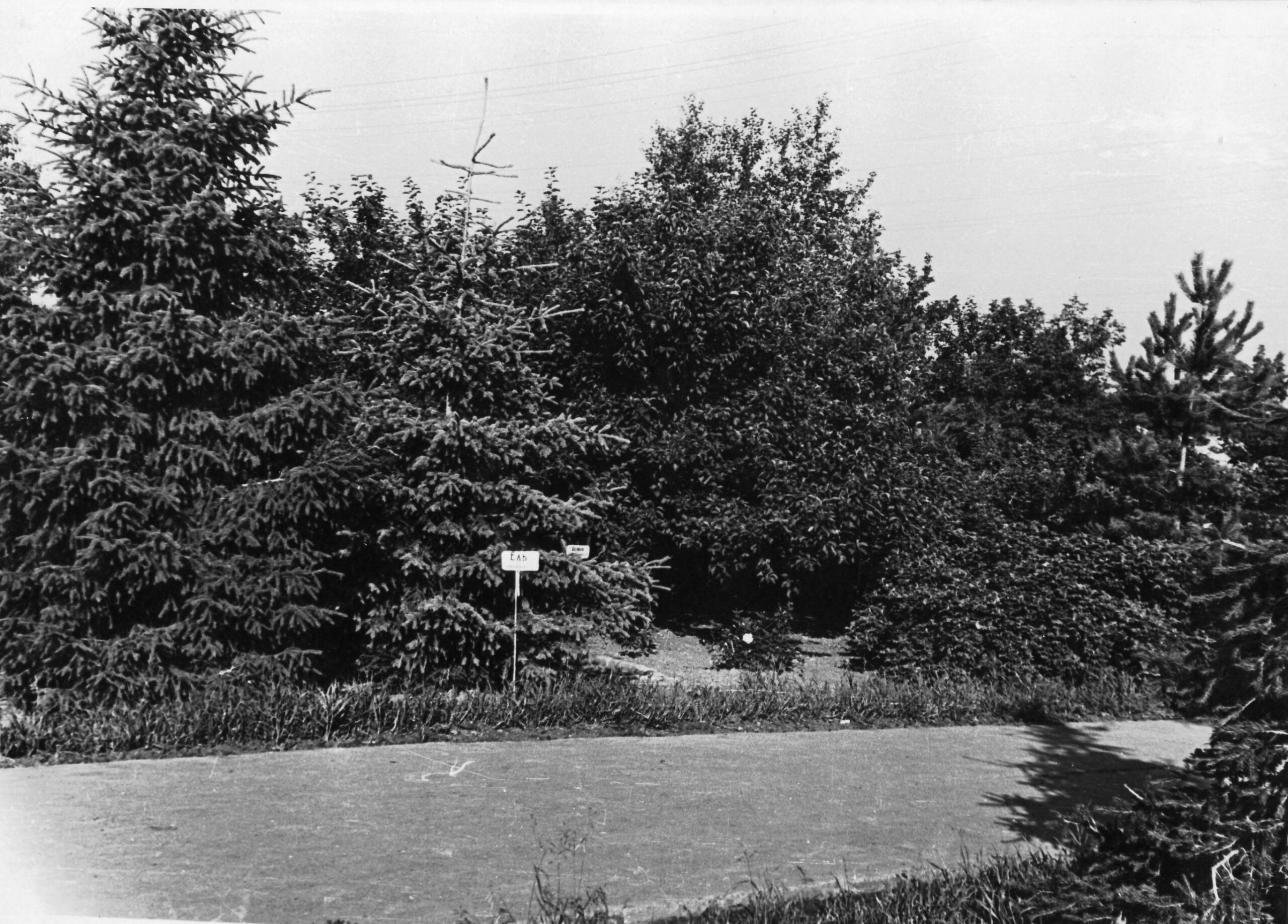 Топчихинские Мичурины